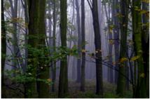 Développement Durable du 25 au 29/12/2017 Développement Durable du 25 au 29/12/2017