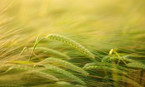 Agriculture du 01 au 05 Janvier 2018 Agriculture du 01 au 05 Janvier 2018