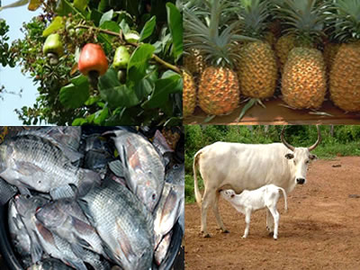 Agriculture et pêche du 12 au 16 Mars 2018 Agriculture et pêche du 12 au 16 Mars 2018