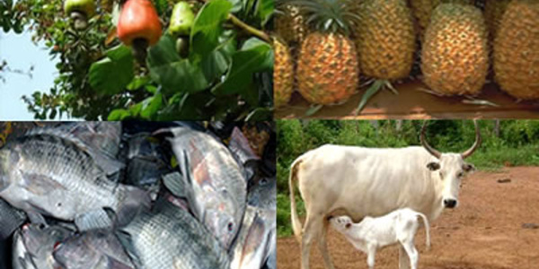 Agriculture et pêche du 27 au 31 Janvier 2020